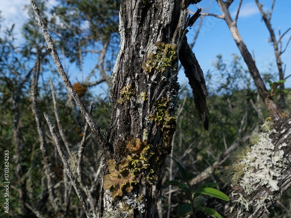 Fototapeta Pseudocyphellaria aurata or specklebelly lichen grows on dead tree branches found in western cape, South Africa