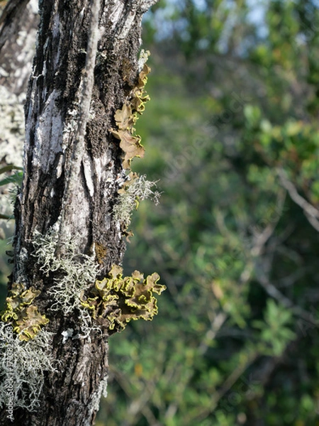Fototapeta Pseudocyphellaria aurata or specklebelly lichen growing on a dead tree branch found in western cape, south africa vertical image