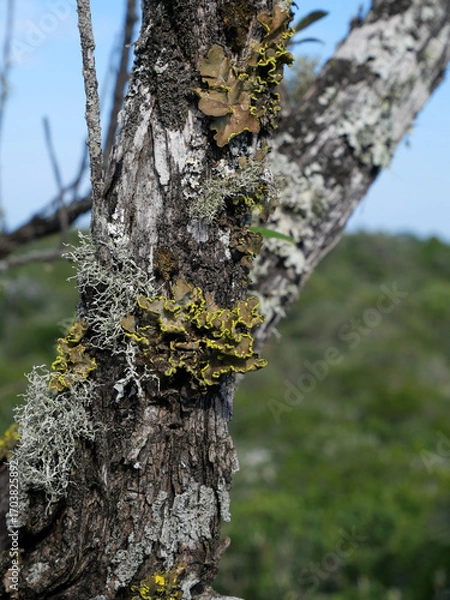 Fototapeta Pseudocyphellaria aurata or specklebelly lichen -grows on dead tree branches found in western cape, south africa vertical image