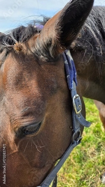 Obraz Beautiful brown horse with long mane stands prominently in natural landscape during light