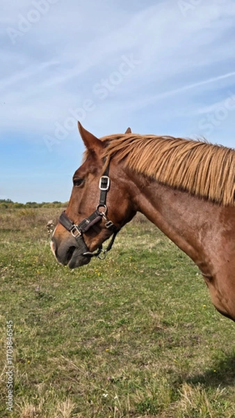 Obraz Beautiful brown horse with long mane stands prominently in natural landscape during light