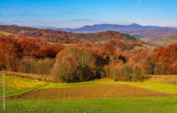 Fototapeta forest with red foliage on hills in autumnal countryside. stunning view of rural grassy fields in mountainous area with gorgeous high peak of blue mountain ridge in a distance