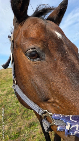 Fototapeta Beautiful brown horse with long mane stands prominently in natural landscape during light