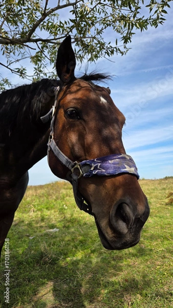 Obraz Beautiful brown horse with long mane stands prominently in natural landscape during light