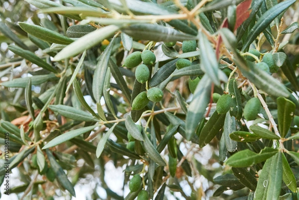 Fototapeta Olive tree branches with green fruits