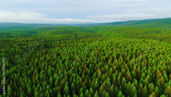 Fototapeta An aerial view of a vast, lush green forest stretches to the horizon under a partly cloudy sky, showcasing dense pine trees covering rolling hills in every direction.