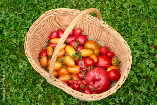 Obraz Tomatoes of different varieties in wicker basket on green grass. Harvesting tomatoes.