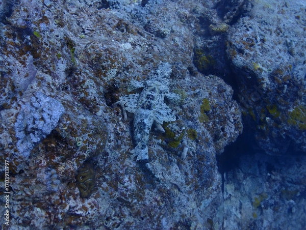 Obraz 沖縄・石垣島海底に潜む深海魚、ワニゴチ
