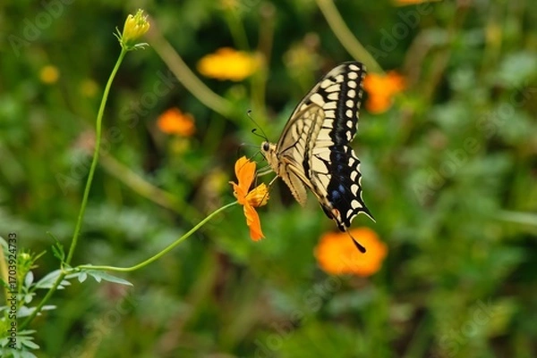Obraz キバナコスモスとキアゲハ