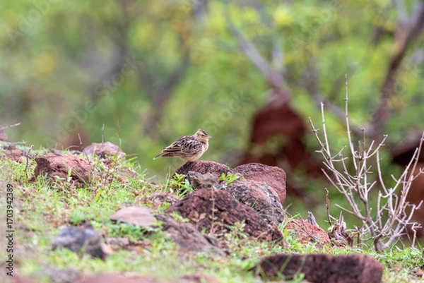 Obraz Song of the Open Plains-Tawny Lark (Galerida deva) at Bhigwan of Maharashtra, India