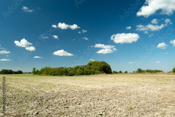 Fototapeta Ploughed field with green bushes and white clouds on a blue sky