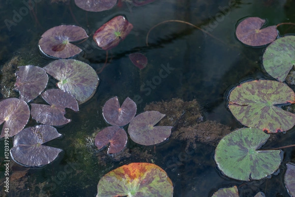 Fototapeta water lily's leaves in the pond, background	
