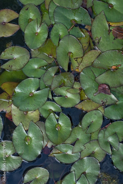 Fototapeta water lily's leaves in the pond, background