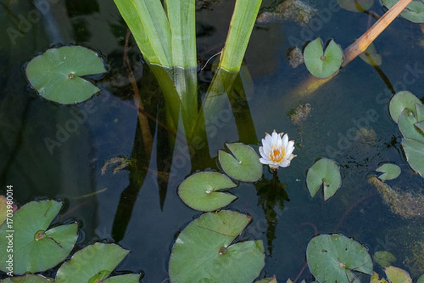 Obraz water lily in the pond