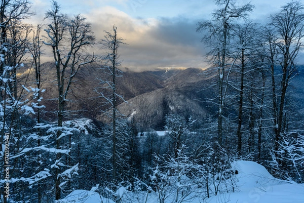 Fototapeta A breathtaking view of a winter forest with snow-covered trees and distant mountain ranges