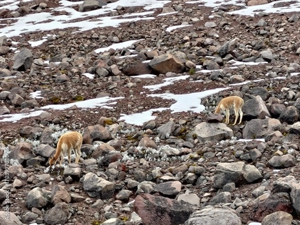 Obraz Chimborazo Volcano