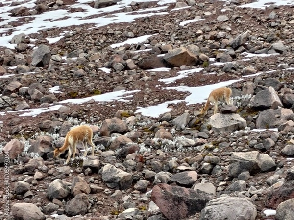 Obraz Chimborazo Volcano