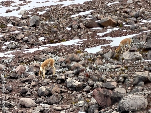 Obraz Chimborazo Volcano