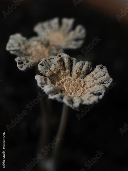 Fototapeta close up of mushroom seedling growing in soil with blurred background.