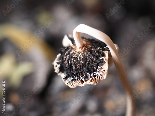 Fototapeta close up of mushroom seedling growing in soil with blurred background.
