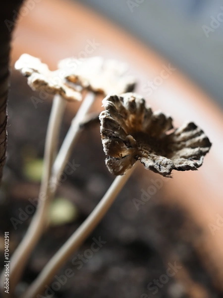 Fototapeta close up of mushroom seedling growing in soil with blurred background.