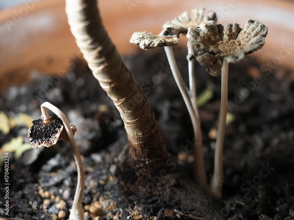 Fototapeta close up of mushroom seedling growing in soil with blurred background.