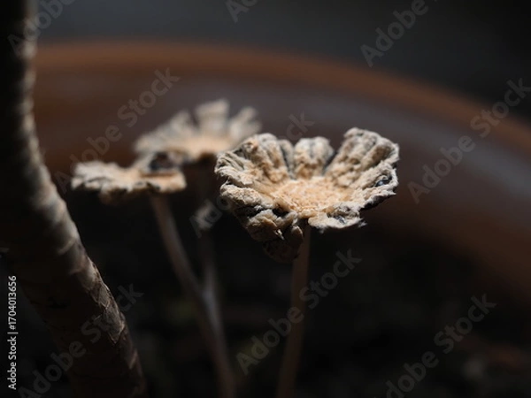 Fototapeta close up of mushroom seedling growing in soil with blurred background.