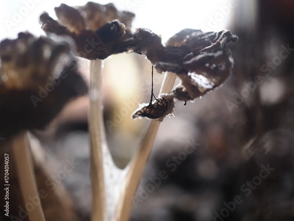 Fototapeta close up of mushroom seedling growing in soil with blurred background.