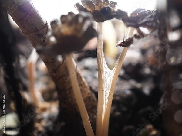 Fototapeta close up of mushroom seedling growing in soil with blurred background.