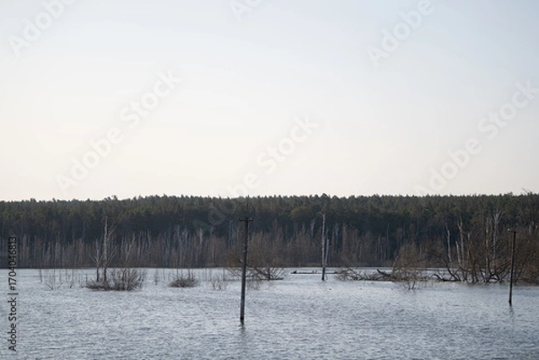 Fototapeta A tranquil flooded area with standing water covering the ground. Submerged trees and power poles are visible, surrounded by a dense forest under a bright, clear sky