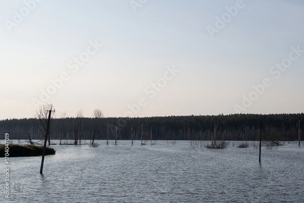 Fototapeta Calm water floods the area, immersing trees and utility poles as dusk approaches. The serene atmosphere showcases a peaceful interplay of nature and light