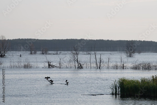 Fototapeta Serene setting showcases a flooded area with bare trees, while various birds rest on logs. Soft light enhances the tranquil atmosphere, highlighting nature’s beauty amidst water