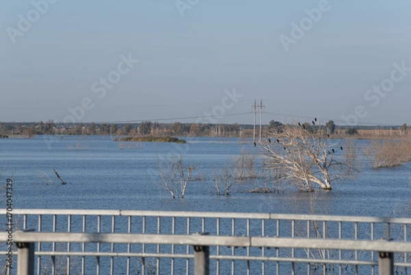 Fototapeta Calm waters cover the landscape, submerging trees and revealing only their upper branches. Power lines stretch across the horizon, indicating a rural area experiencing flooding