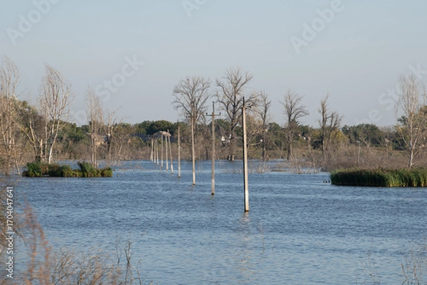 Fototapeta Calm waters reflect a clear sky as wooden poles rise above the surface in a flooded region. Leafless trees create a tranquil backdrop, capturing the essence of nature's stillness