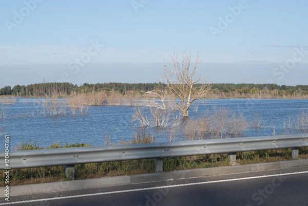 Fototapeta A picturesque view of a flooded area featuring a solitary tree emerging from the water. The clear blue sky enhances the serene beauty of the wetlands near the roadside