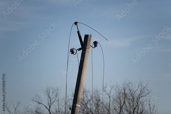 Fototapeta A wooden utility pole stands tall with power lines extending into a clear blue sky. Surrounding trees are bare, indicating late autumn or early winter. The scene captures a quiet rural landscape