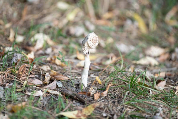 Fototapeta A spiral-shaped mushroom stands out against a backdrop of fallen leaves and grass in the forest. Natural light highlights its unique structure. The surroundings are quiet and calm
