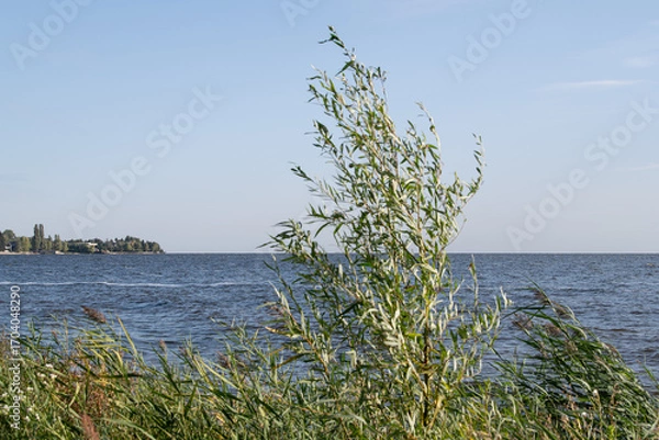 Fototapeta A lakeside view features tall grass swaying in the gentle breeze. The scene captures the tranquility of the evening at a serene lakeside location with distant trees
