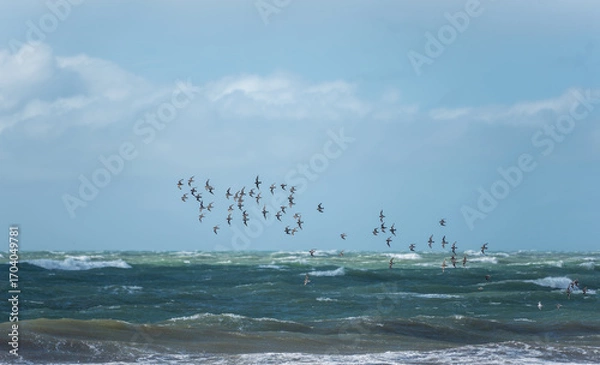 Obraz Birds flying over the ocean
