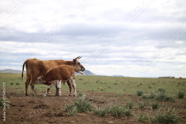 Fototapeta Kuh stillt ihr Kalb in der mongolischen Steppe
