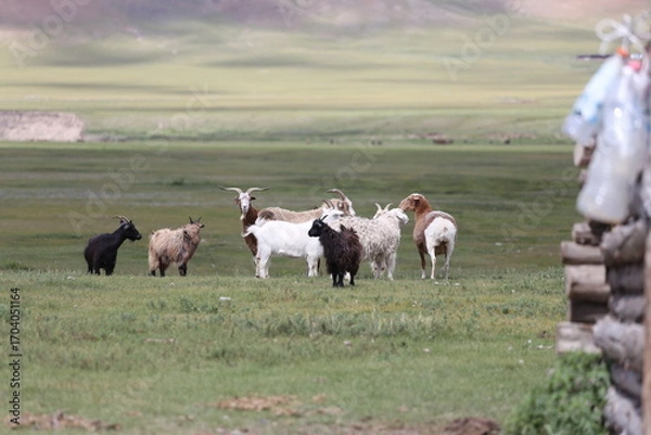 Fototapeta Ziegen und Schafe auf der mongolischen Steppe