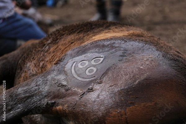 Fototapeta Fohlen werden mit einem Stempel markiert – Pferdezucht in der Mongolei