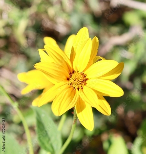 Fototapeta A close view of the bright yellow wildflower in the field.