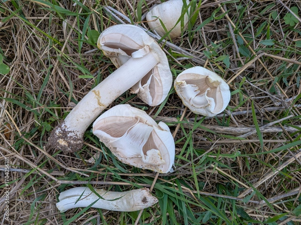 Obraz Agaricus xanthodermus