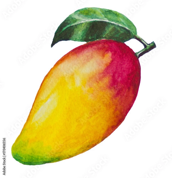 Obraz Mango picture and painted with watercolor.