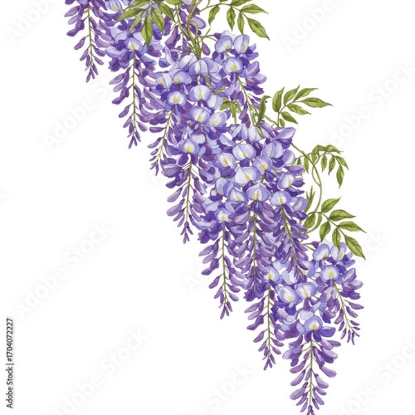 Fototapeta Watercolor Painting of Lavender Wisteria Blossoms with Green Leaves on Transparent Background Perfect for Springtime Textile Design and Wedding