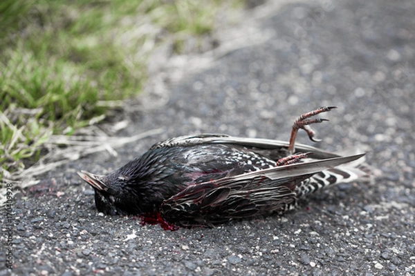Fototapeta dead bird