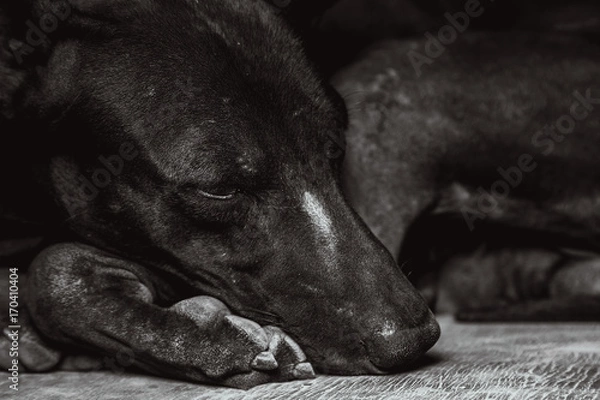 Fototapeta Stray dogs are sad