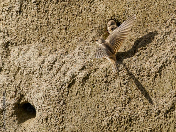 Fototapeta Sand Martins (Riparia riparia) at nesting colony