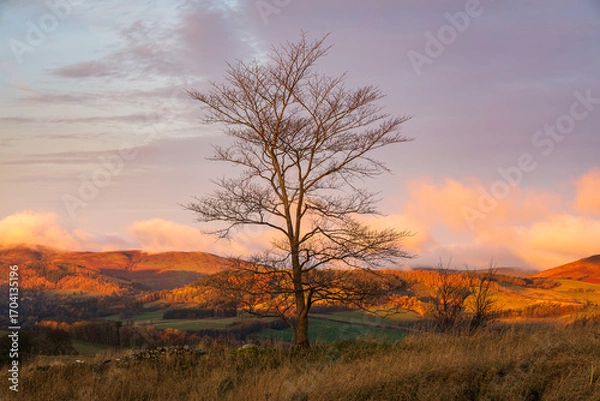 Obraz loan tree at sunrise 